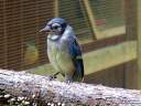 BlueJay2.jpg